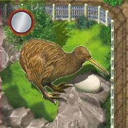 Zooloretto: Kiwi