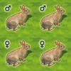Zooloretto: Kaninchen